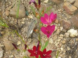 Geissorhiza erosa colour change